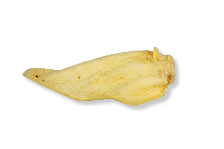 Orelha Bovina Branqueada