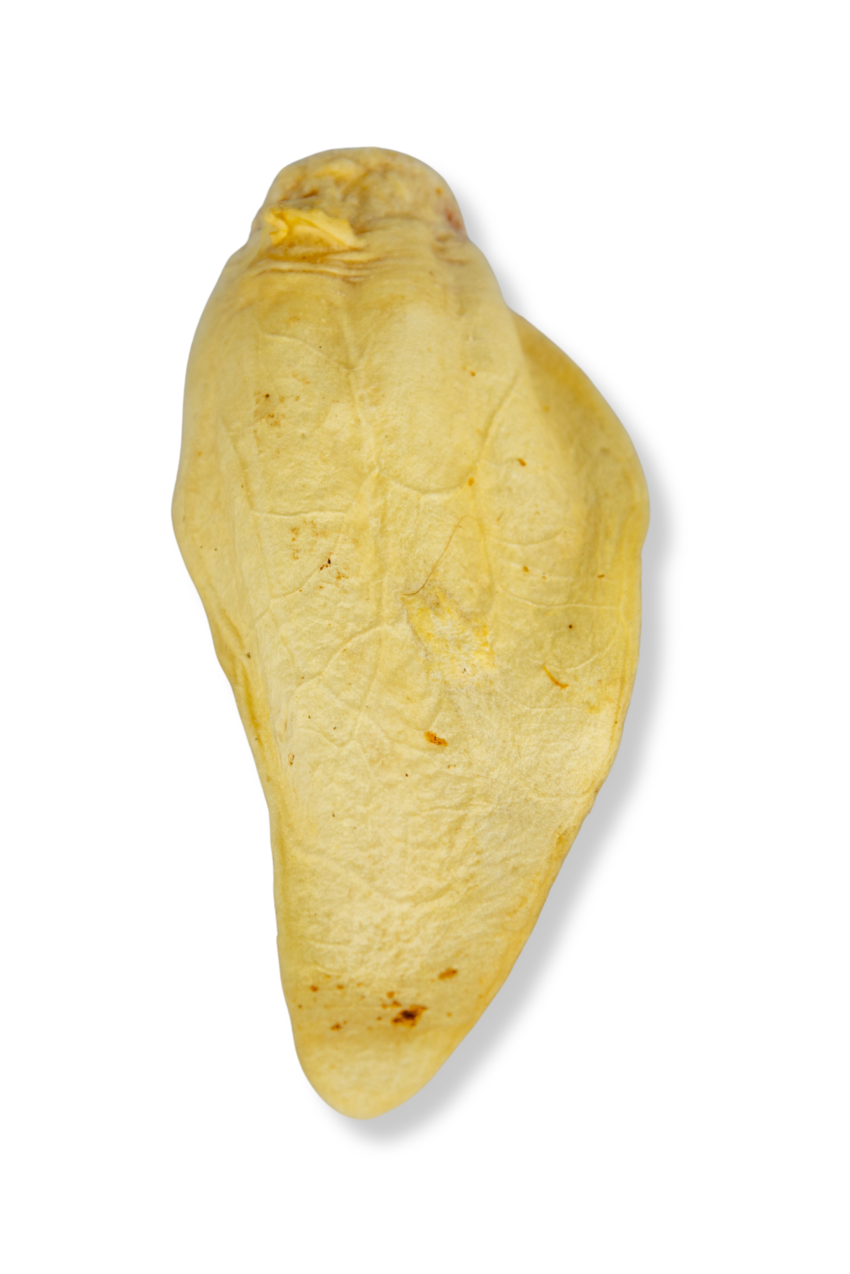 Orelha Bovina Branqueada